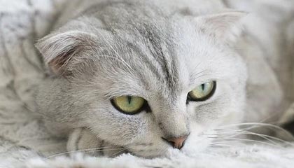 女儿的朋友65中汉字三义:一次关于阅读、信任与成长的软文